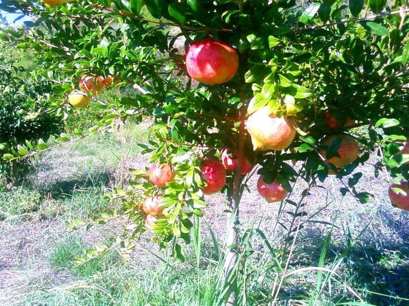 branches of pomegranates at Drupes crops